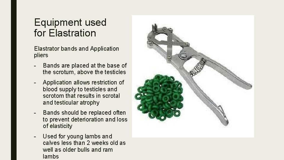 Equipment used for Elastration Elastrator bands and Application pliers - Bands are placed at