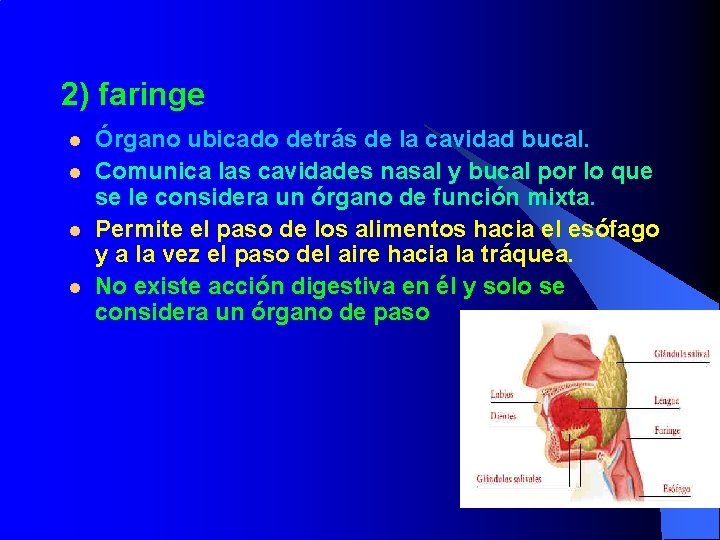 2) faringe l l Órgano ubicado detrás de la cavidad bucal. Comunica las cavidades