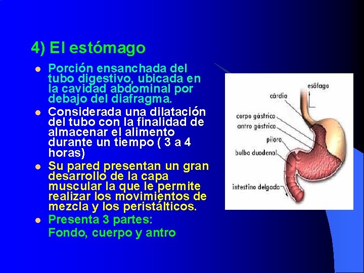 4) El estómago l l Porción ensanchada del tubo digestivo, ubicada en la cavidad