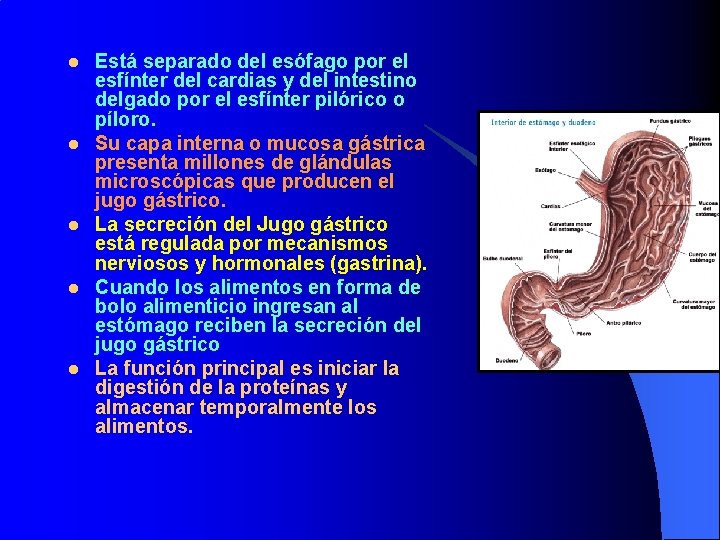 l l l Está separado del esófago por el esfínter del cardias y del