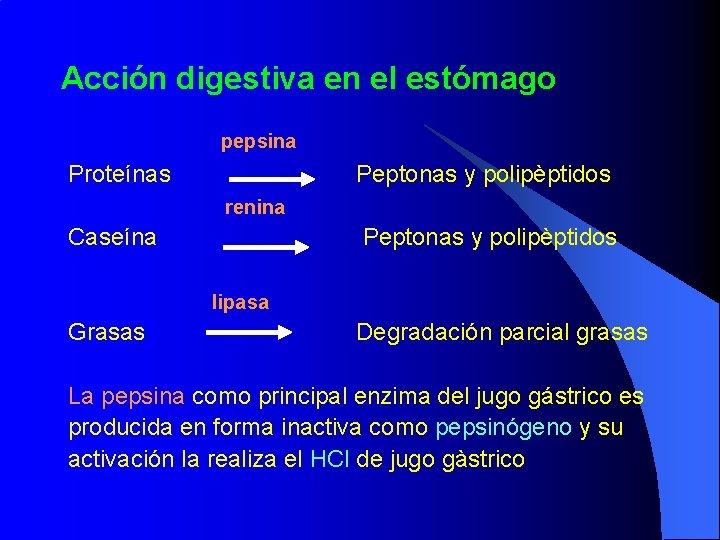 Acción digestiva en el estómago pepsina Proteínas Peptonas y polipèptidos renina Caseína Peptonas y