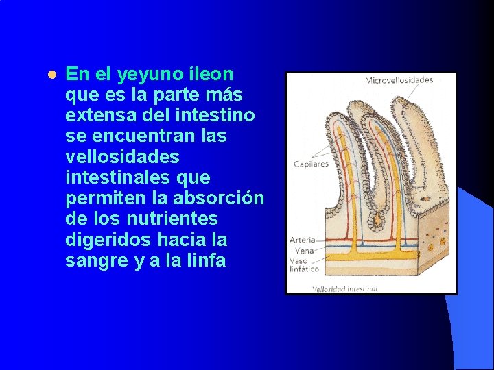 l En el yeyuno íleon que es la parte más extensa del intestino se