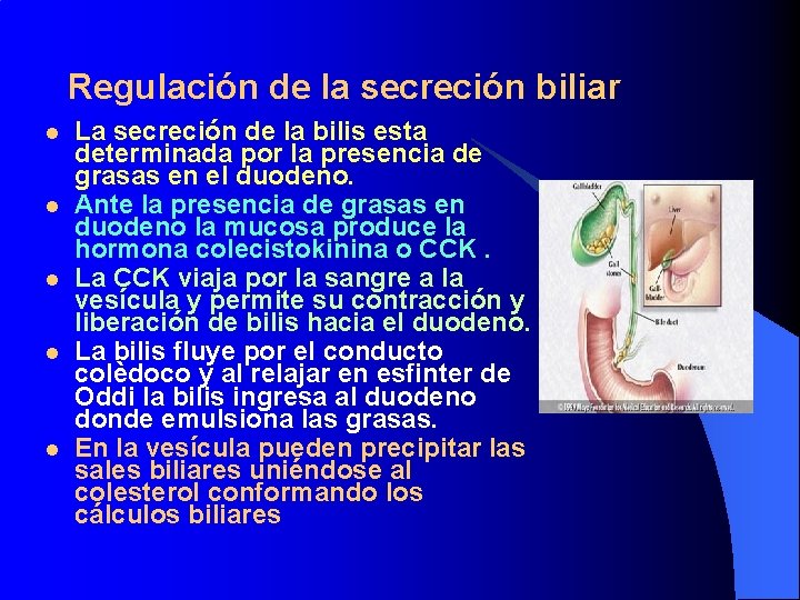 Regulación de la secreción biliar l l l La secreción de la bilis esta