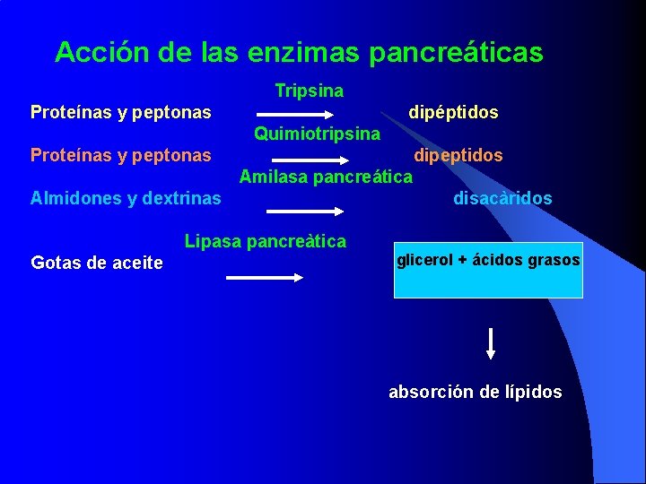 Acción de las enzimas pancreáticas Tripsina Proteínas y peptonas dipéptidos Quimiotripsina Proteínas y peptonas