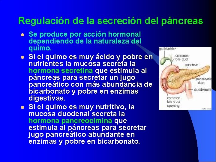 Regulación de la secreción del páncreas l l l Se produce por acción hormonal