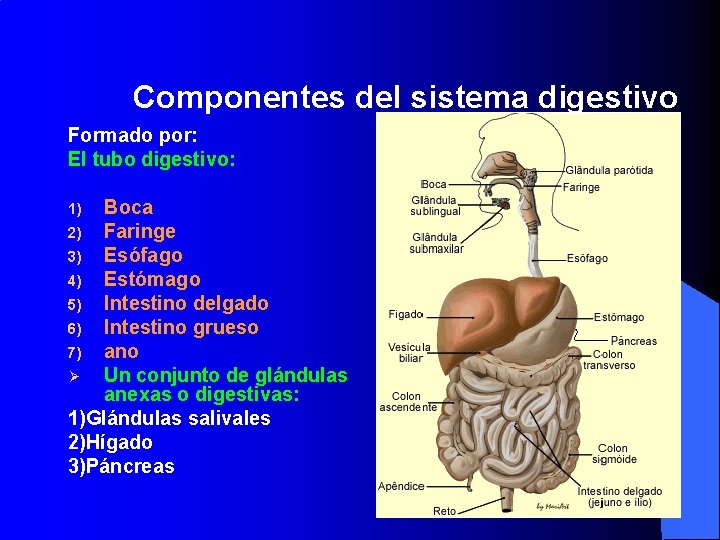 Componentes del sistema digestivo Formado por: El tubo digestivo: Boca 2) Faringe 3) Esófago