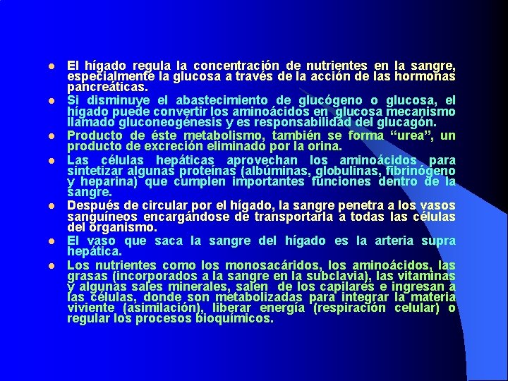 l l l l El hígado regula la concentración de nutrientes en la sangre,