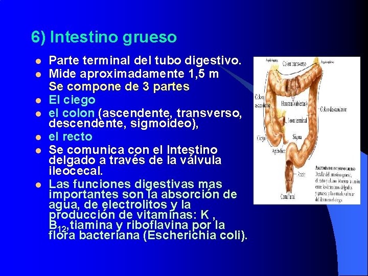 6) Intestino grueso l l l l Parte terminal del tubo digestivo. Mide aproximadamente