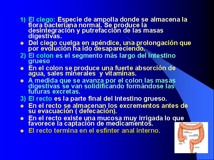 1) El ciego: Especie de ampolla donde se almacena la flora bacteriana normal. Se