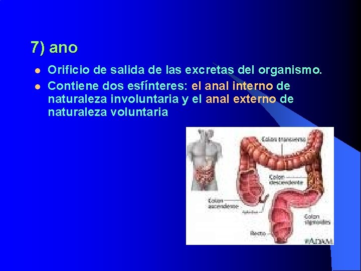 7) ano l l Orificio de salida de las excretas del organismo. Contiene dos