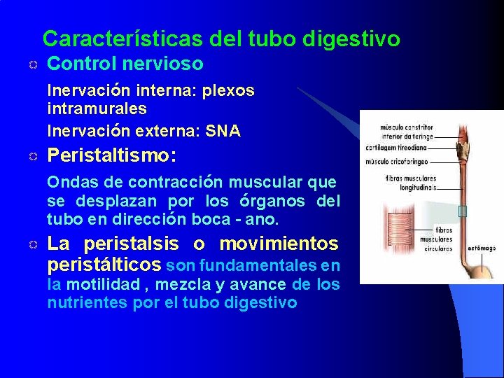 Características del tubo digestivo Control nervioso Inervación interna: plexos intramurales Inervación externa: SNA Peristaltismo: