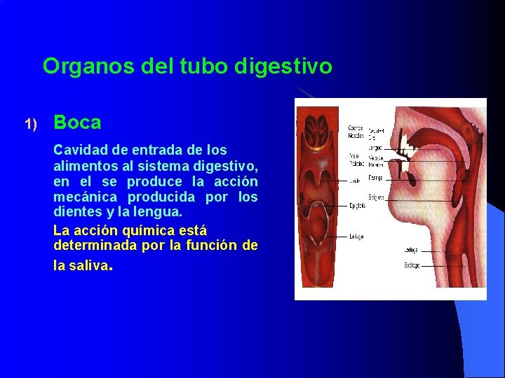 Organos del tubo digestivo 1) Boca Cavidad de entrada de los alimentos al sistema