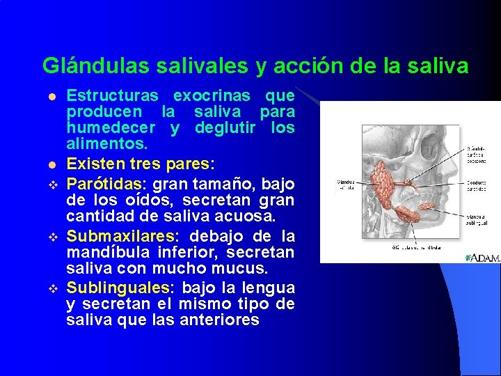 Glándulas salivales y acción de la saliva l l v v v Estructuras exocrinas