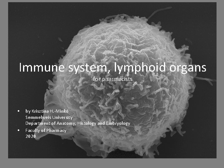 Immune system, lymphoid organs for pharmacists • • by Krisztina H. -Minkó Semmelweis University