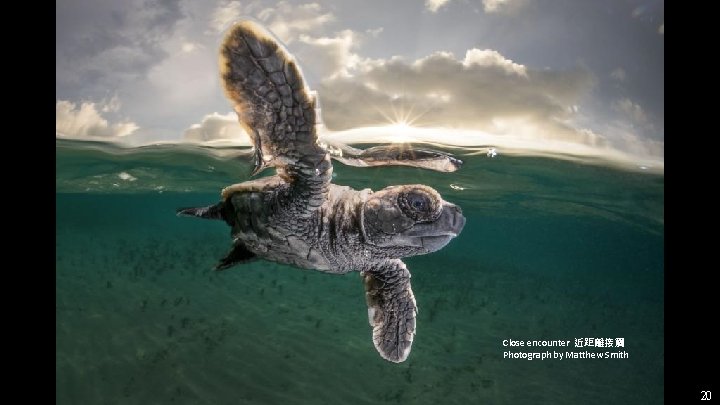 Close encounter 近距離接觸 Photograph by Matthew Smith 20 Close encounter 近距離接觸 Photograph by Matthew Smith 20