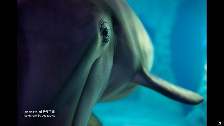 Dolphin Eye 看見我了嗎? Photograph by Dru Matey 21 Dolphin Eye 看見我了嗎? Photograph by Dru Matey 21