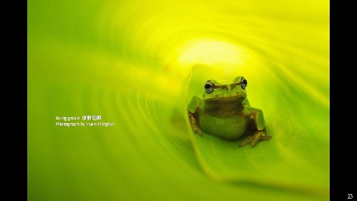 Being green 綠野仙蹤 Photograph by Yuan Minghui 23 Being green 綠野仙蹤 Photograph by Yuan Minghui 23