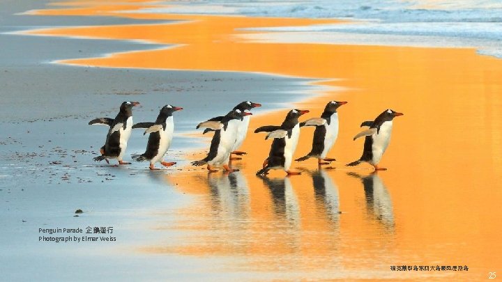 Penguin Parade 企鵝遊行 Photograph by Elmar Weiss 福克蘭群島第四大島嶼桑德斯島 25 Penguin Parade 企鵝遊行 Photograph by Elmar Weiss 福克蘭群島第四大島嶼桑德斯島 25