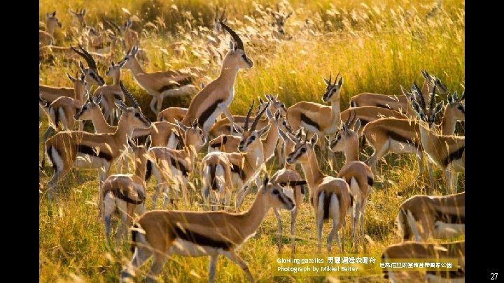 Glowing gazelles 閃耀湯姆森瞪羚 Photograph by Mikkel Beiter 坦桑尼亞的塞倫蓋蒂國家公園 27 Glowing gazelles 閃耀湯姆森瞪羚 Photograph by Mikkel Beiter 坦桑尼亞的塞倫蓋蒂國家公園 27