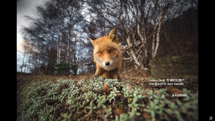Curious Canid 好奇的加迪犬 Photograph by Boris Barabáš 挪威的奧斯陸 28 Curious Canid 好奇的加迪犬 Photograph by Boris Barabáš 挪威的奧斯陸 28