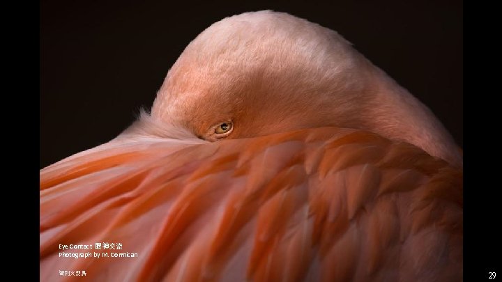 Eye Contact 眼神交流 Photograph by M. Cormican 智利火烈鳥 29 Eye Contact 眼神交流 Photograph by M. Cormican 智利火烈鳥 29