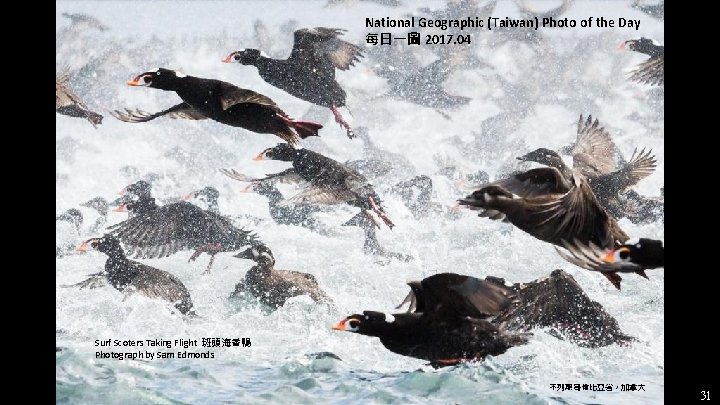 National Geographic (Taiwan) Photo of the Day 每日一圖 2017. 04 Surf Scoters Taking Flight National Geographic (Taiwan) Photo of the Day 每日一圖 2017. 04 Surf Scoters Taking Flight