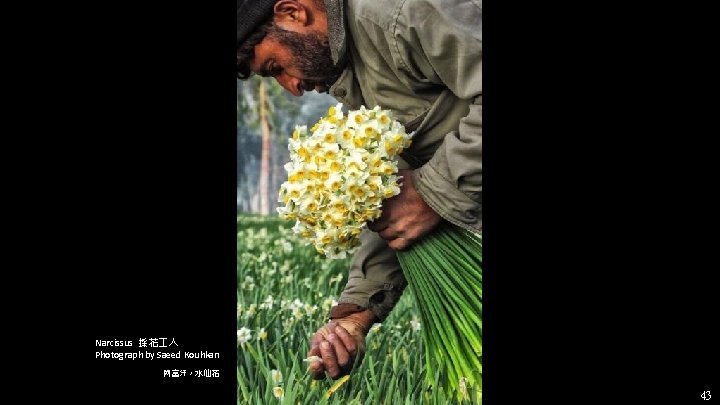 Narcissus 採花 人 Photograph by Saeed Kouhkan 阿富汗,水仙花 43 Narcissus 採花 人 Photograph by Saeed Kouhkan 阿富汗,水仙花 43