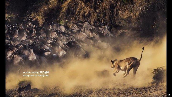 Hunt at Crossing 路口捕食 Photograph by Manoj Shah 48 Hunt at Crossing 路口捕食 Photograph by Manoj Shah 48
