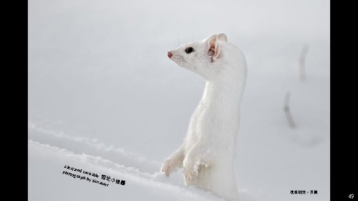 Alert a Phot nd Invisi b ogra ph by le 雪地 小 tim a Alert a Phot nd Invisi b ogra ph by le 雪地 小 tim a