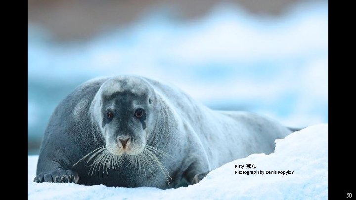 Kitty 戒心 Photograph by Denis Kopylov 50 Kitty 戒心 Photograph by Denis Kopylov 50