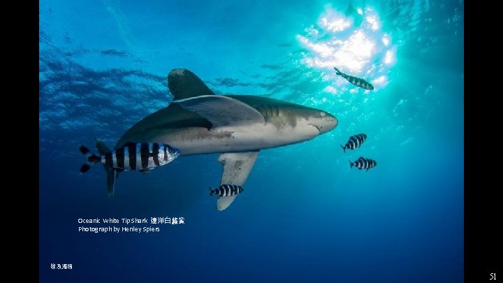 Oceanic White Tip Shark 遠洋白鰭鯊 Photograph by Henley Spiers 埃及海域 51 Oceanic White Tip Shark 遠洋白鰭鯊 Photograph by Henley Spiers 埃及海域 51