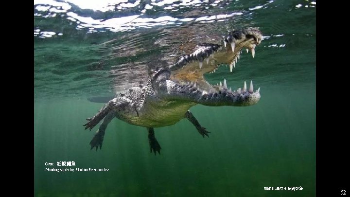 Croc 近觀鱷魚 Photograph by Eladio Fernandez 加勒比海女王花園群島 52 Croc 近觀鱷魚 Photograph by Eladio Fernandez 加勒比海女王花園群島 52