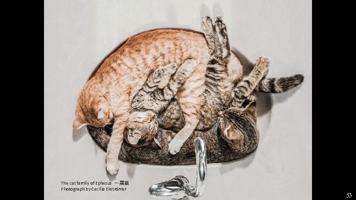 The cat family of Ephesus 一窩貓 Photograph by Cecilia Ekströmer 53 The cat family of Ephesus 一窩貓 Photograph by Cecilia Ekströmer 53
