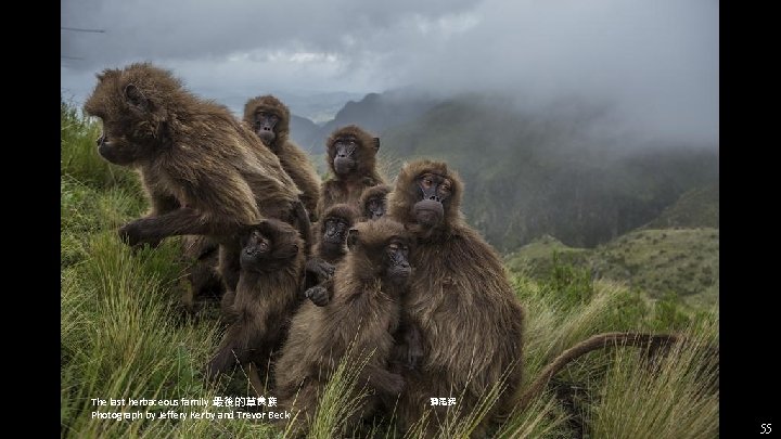 The last herbaceous family 最後的草食族 Photograph by Jeffery Kerby and Trevor Beck 獅尾狒 55 The last herbaceous family 最後的草食族 Photograph by Jeffery Kerby and Trevor Beck 獅尾狒 55