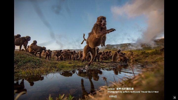 Gelada 草食性的獅尾狒 Photograph by Jeffery Kerby and Trevor Beck Frost 衣索比亞 56 Gelada 草食性的獅尾狒 Photograph by Jeffery Kerby and Trevor Beck Frost 衣索比亞 56