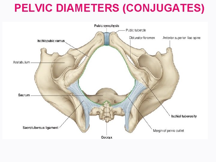 PELVIC DIAMETERS (CONJUGATES) 