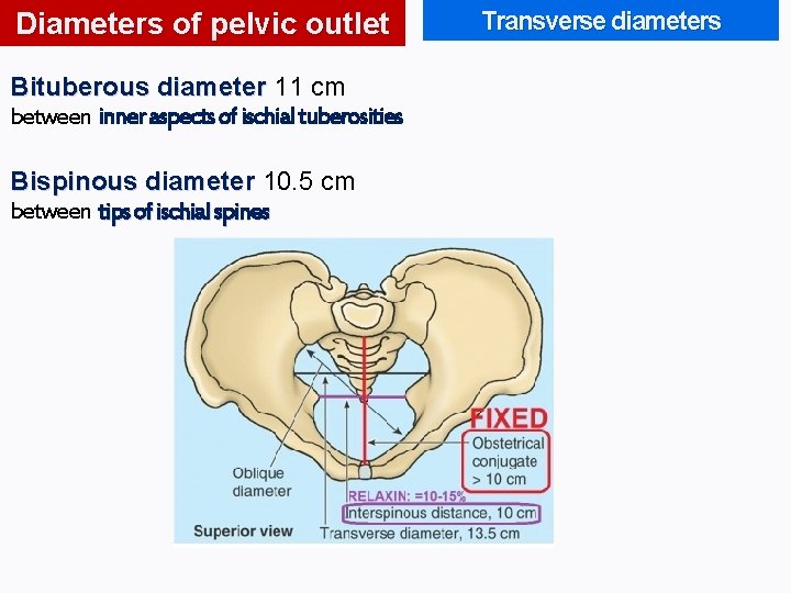 Diameters of pelvic outlet Bituberous diameter 11 cm between inner aspects of ischial tuberosities