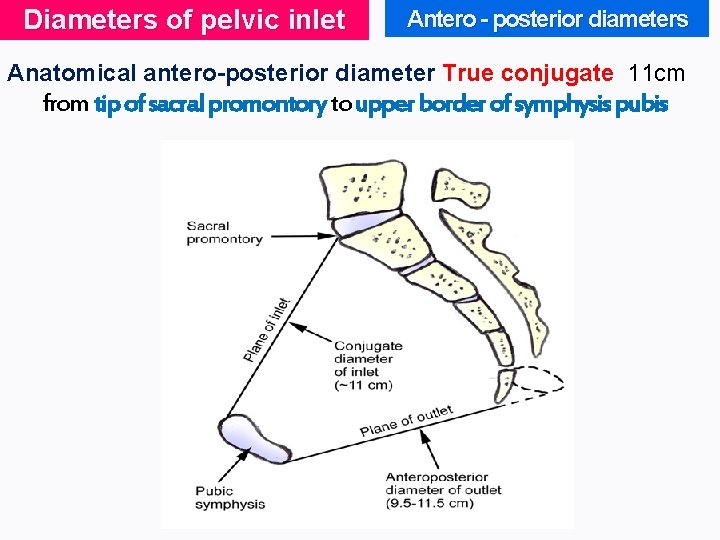 Diameters of pelvic inlet Antero - posterior diameters Anatomical antero-posterior diameter True conjugate 11