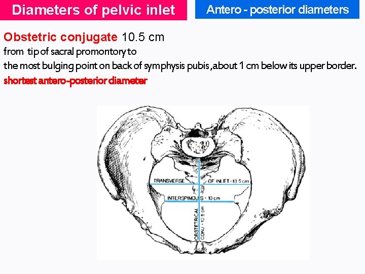 Diameters of pelvic inlet Antero - posterior diameters Obstetric conjugate 10. 5 cm from