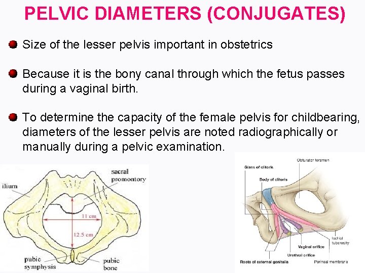 PELVIC DIAMETERS (CONJUGATES) Size of the lesser pelvis important in obstetrics Because it is