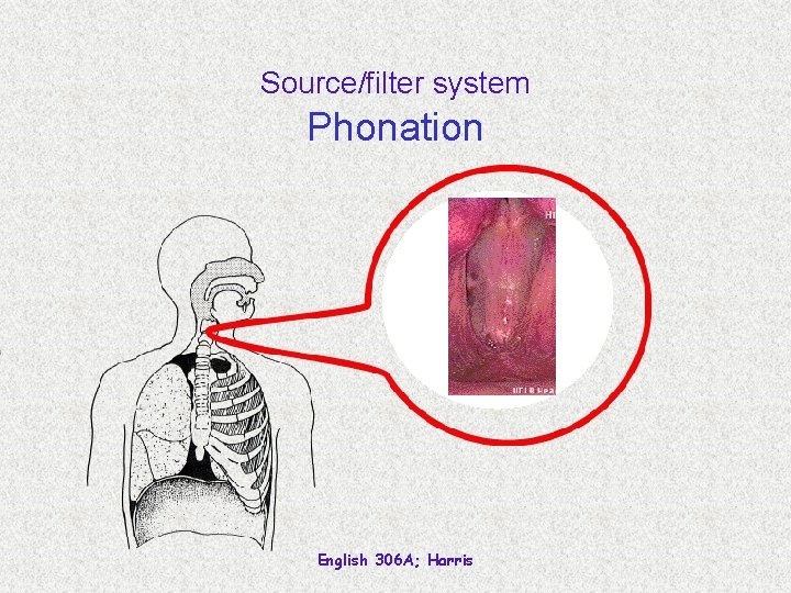 Source/filter system Phonation English 306 A; Harris 