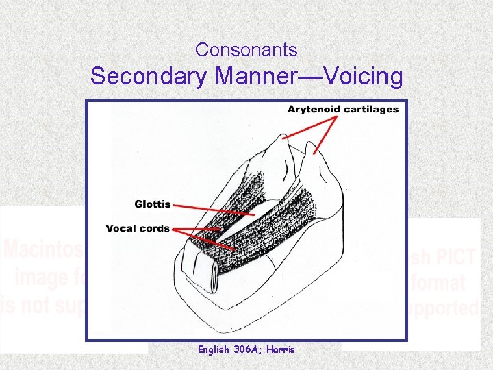 Consonants Secondary Manner—Voicing English 306 A; Harris 
