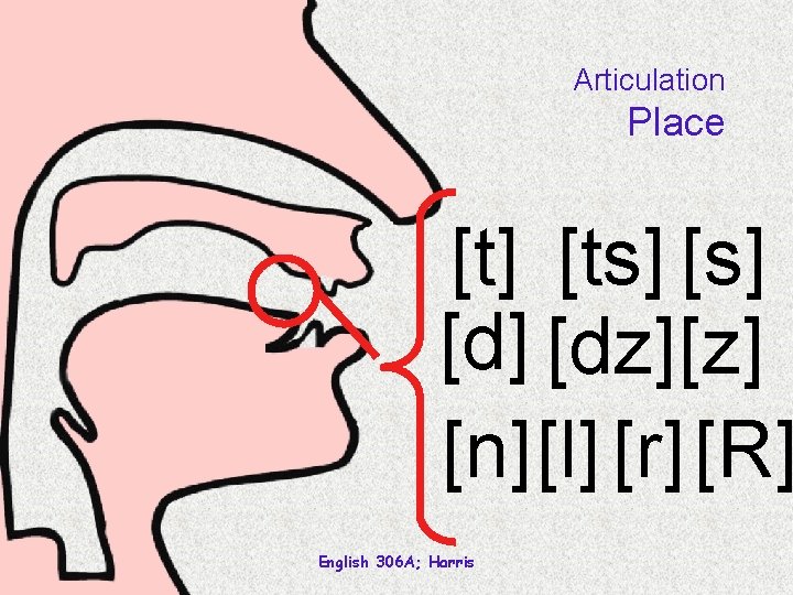 Articulation Place [t] [ts] [d] [dz] [n][l] [r] [R] English 306 A; Harris 