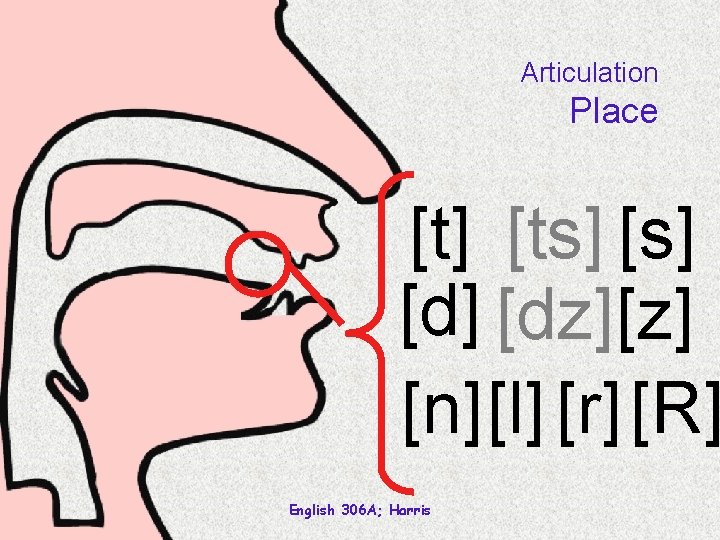 Articulation Place [t] [ts] [d] [dz] [n][l] [r] [R] English 306 A; Harris 