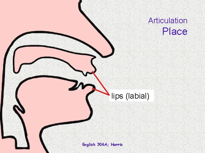 Articulation Place lips (labial) English 306 A; Harris 