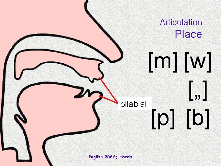 Articulation Place bilabial English 306 A; Harris [m] [w] [„] [p] [b] 