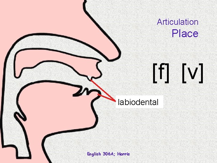 Articulation Place [f] [v] labiodental English 306 A; Harris 