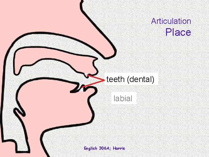 Articulation Place teeth (dental) labial English 306 A; Harris 