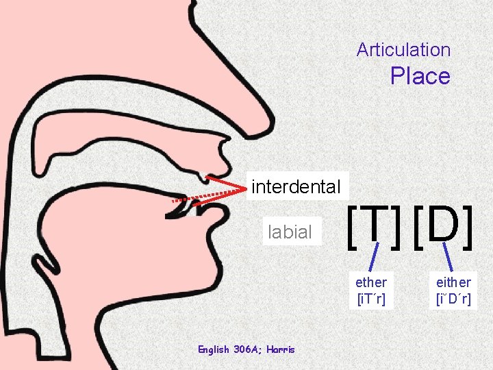 Articulation Place interdental labial [T] [D] ether [i. T´r] English 306 A; Harris either