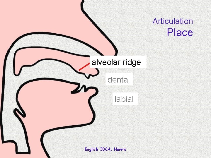 Articulation Place alveolar ridge dental labial English 306 A; Harris 